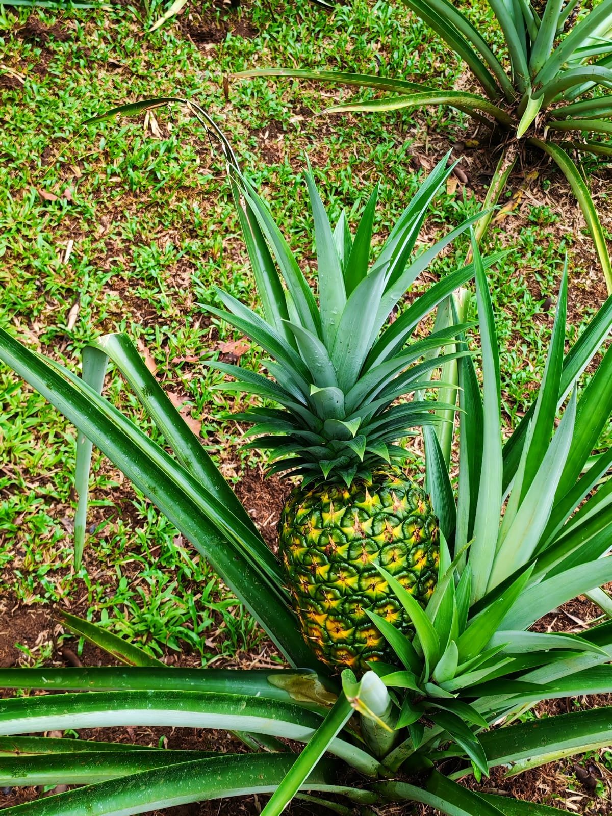 Villa Sulterra hero image